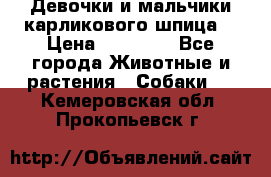 Девочки и мальчики карликового шпица  › Цена ­ 20 000 - Все города Животные и растения » Собаки   . Кемеровская обл.,Прокопьевск г.